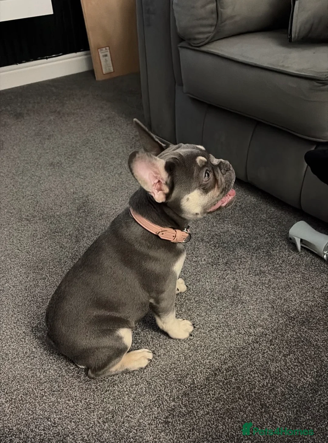 French Bulldog dogs for sale: Frenchie (Bella) in Horley - Advert 2