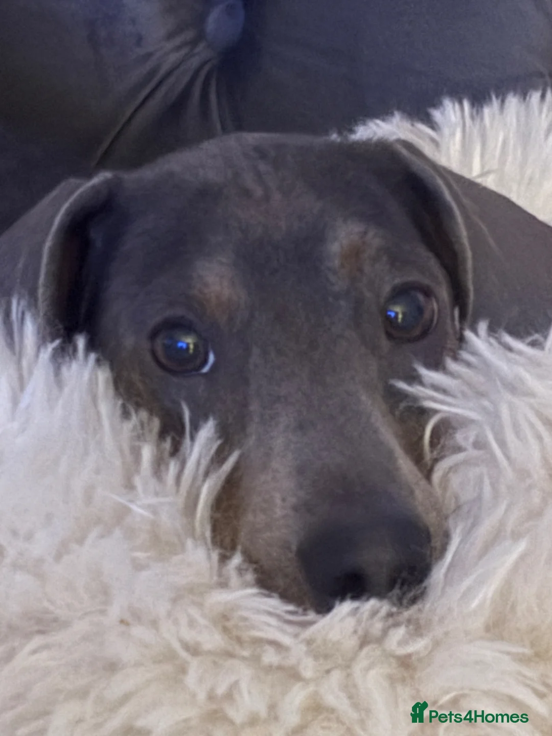 Dachshund dogs for stud: Blue colour no papers  - Advert 2