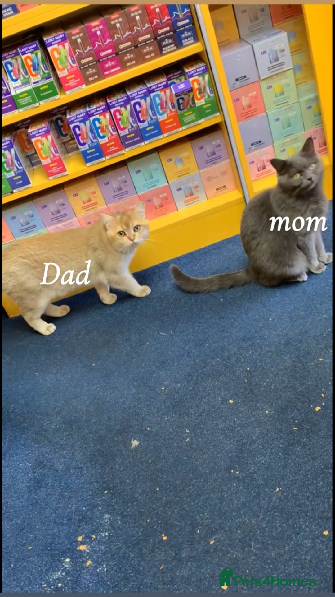 British Shorthair cats for sale: got 3 kittens for sale - Advert 1