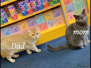 British Shorthair cats got 3 kittens for sale - Advert 1