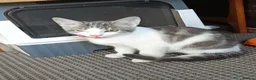 Mixed Breed cats for sale: Ready for a new house - Advert 7