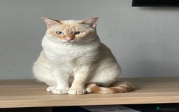 Siamese cats for sale: Ariel - Rescue Siamese - Image 10
