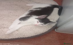 Mixed Breed cats for sale: 9 adorable Disney kitten couples  - Image 27