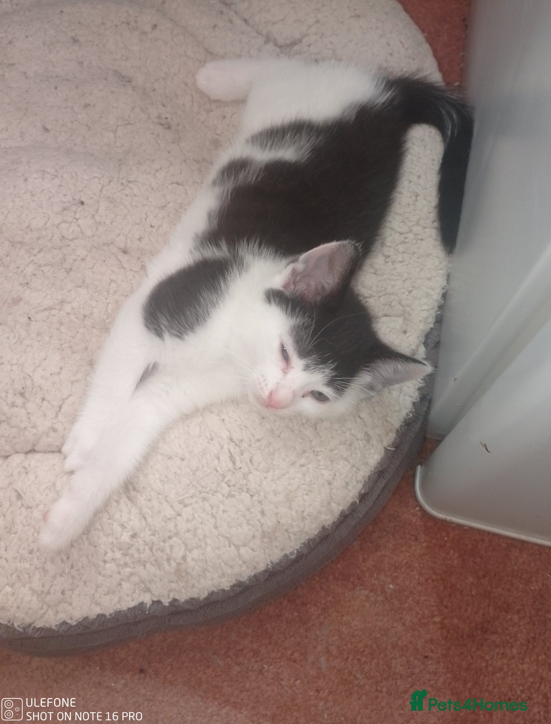 Mixed Breed cats for sale: 9 adorable Disney kitten couples  - Image 27