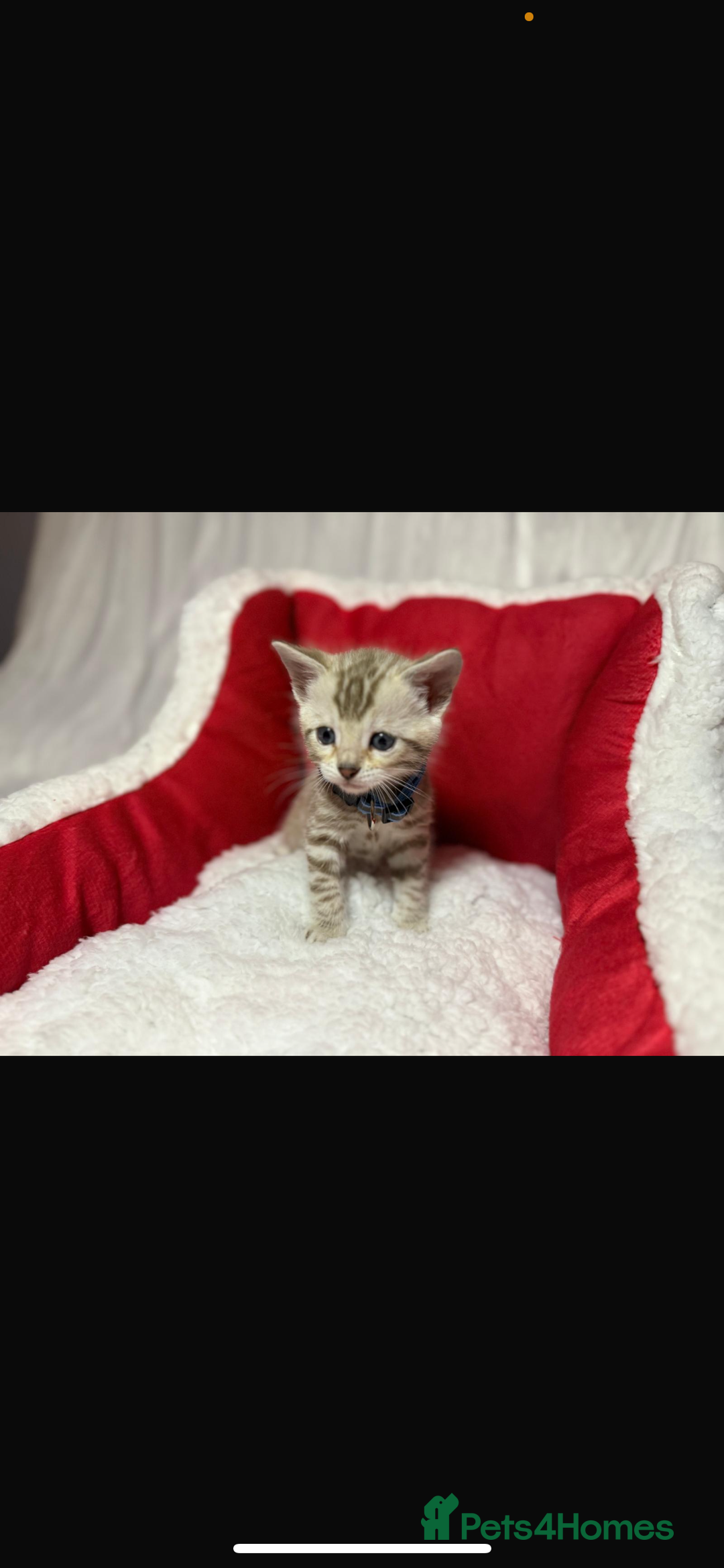 Bengal cats for sale: 🐆Bella's Bengals🐆 - Advert 31