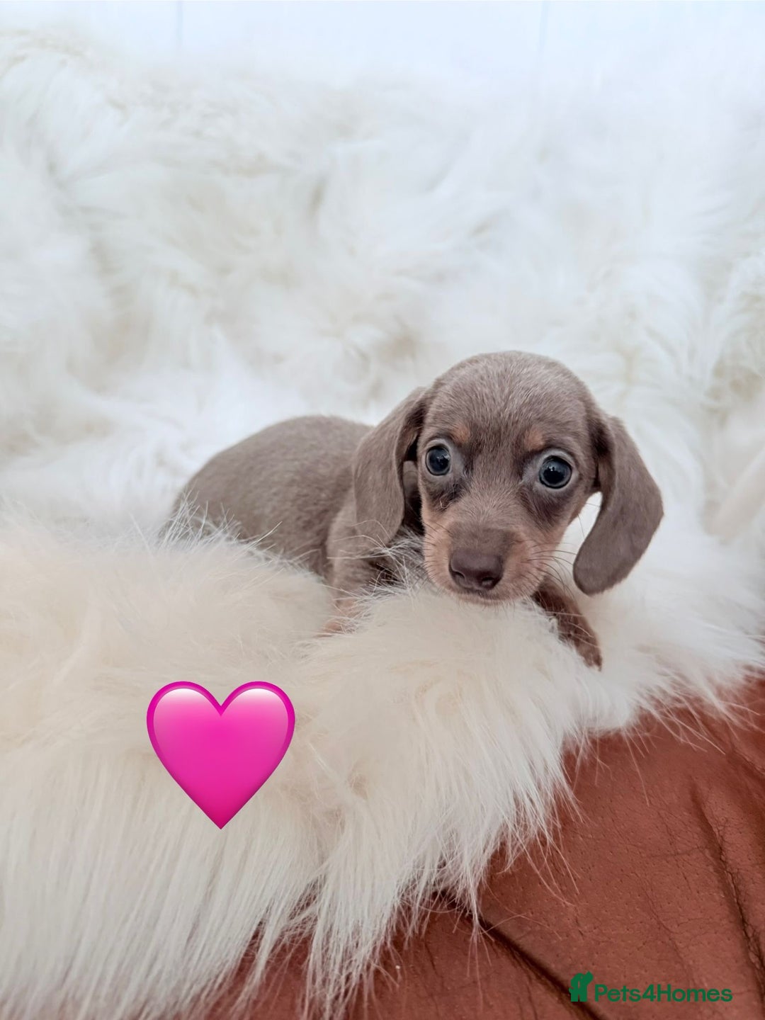 Miniature Dachshund dogs for sale: Stunning Litter of Miniature Dachshund Pups  - Image 3