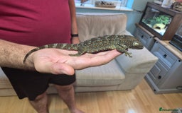 Gecko reptiles for sale: 2 x Female Tokay geckos and individual set ups - Image 9