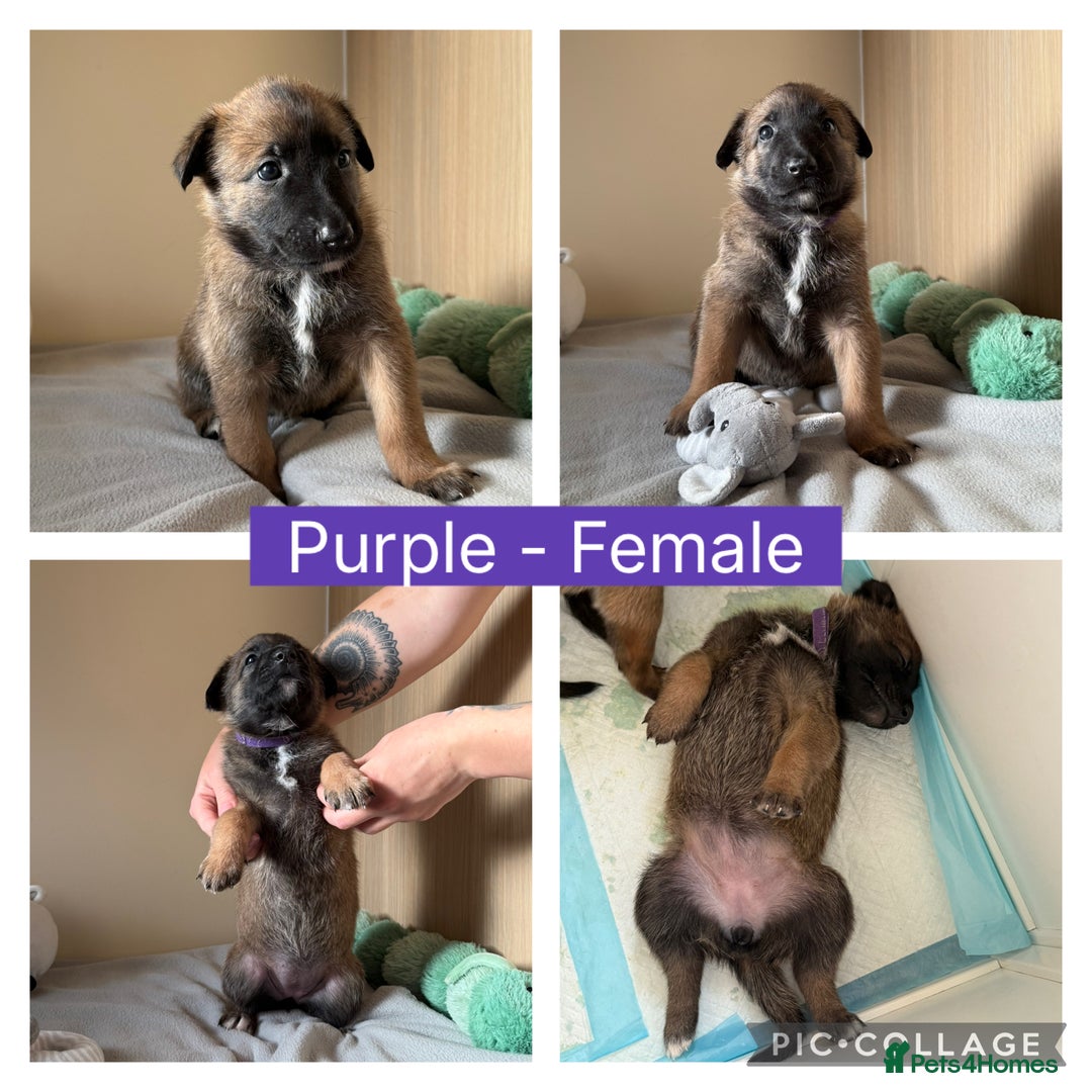 Belgian Shepherd Dog dogs for sale: Belgian Malinois puppies🐾 - Image 9
