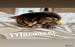 Siberian cats for sale: Siberian x kittens  - Image 2