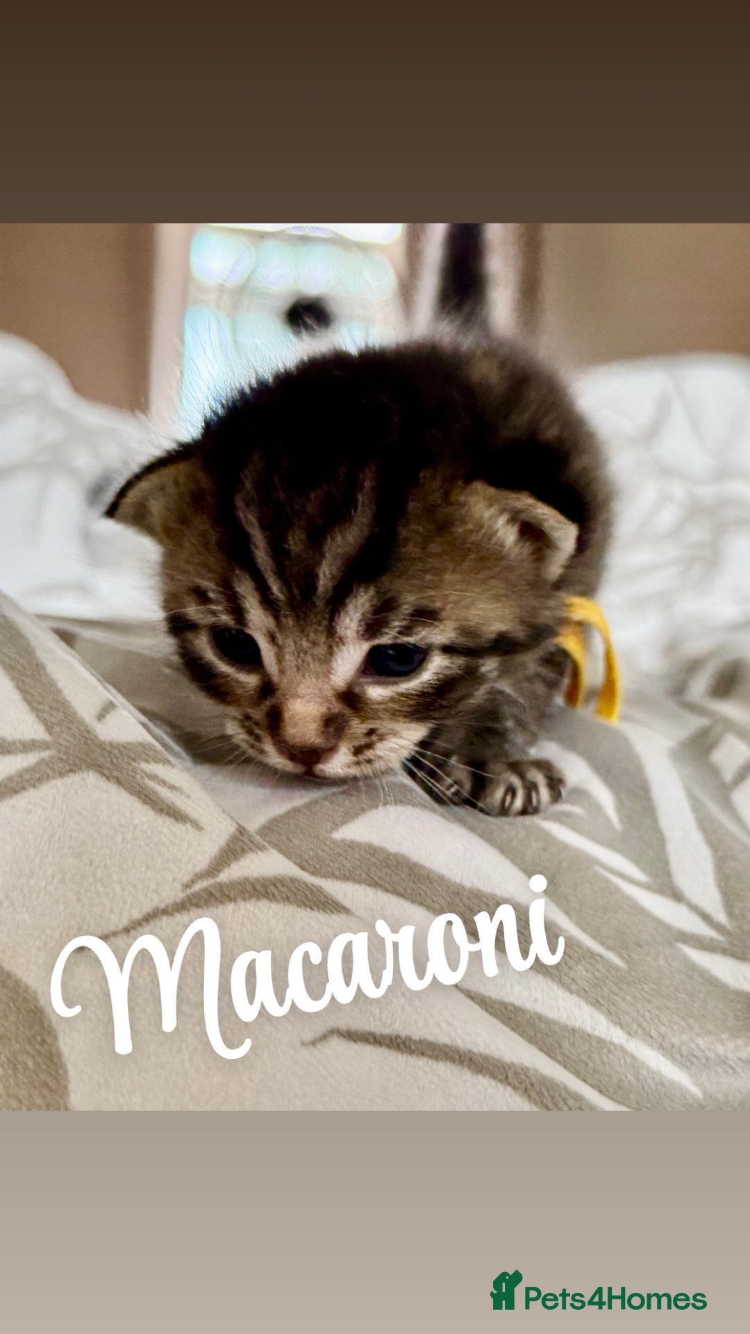 Siberian cats for sale: Siberian x kittens  - Image 2