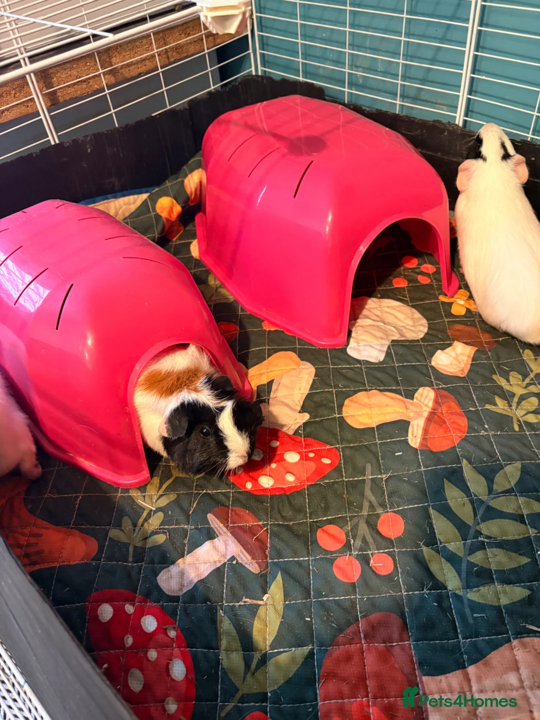 Guinea Pig rodents for sale: 2 friendly girl guineas with c&c cage - Advert 2