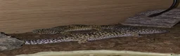 Leopard Gecko reptiles for sale: 2 leopard geckos and full setup - Advert 5