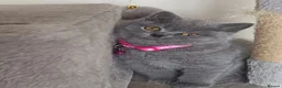 British Shorthair cats for sale: Ready to go. Gccf registered blue BSH kittens - Advert 14