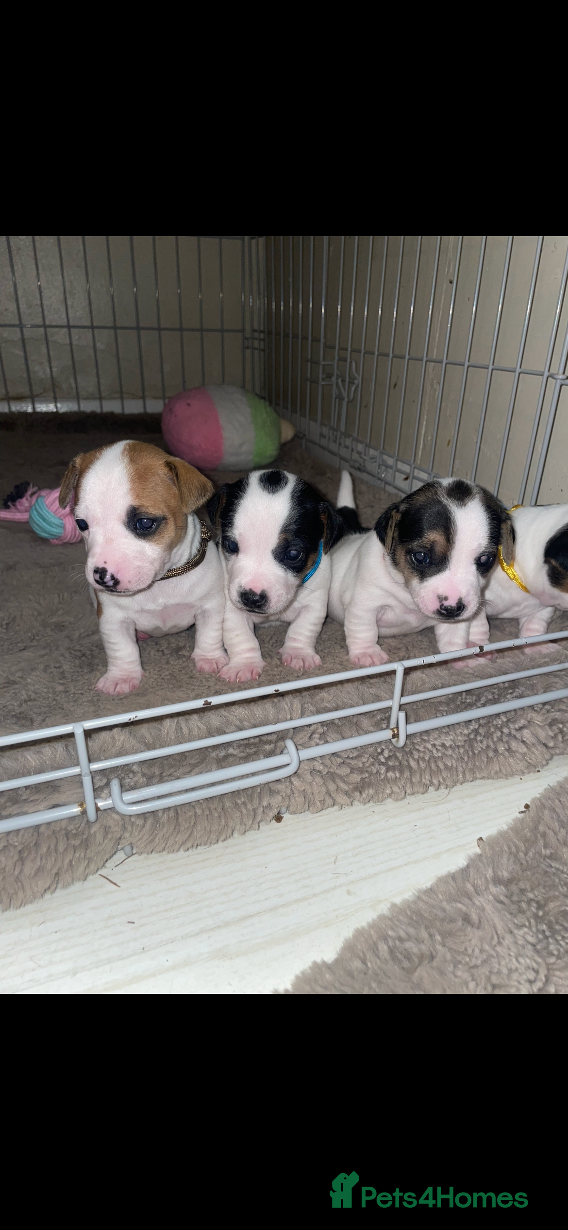 Jack Russell dogs Miniature jack russell puppies  - Advert 14