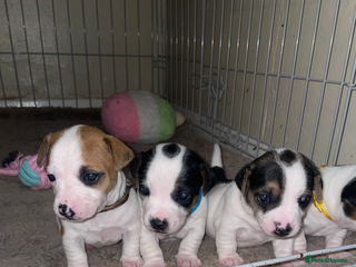 Jack Russell dogs Miniature jack russell puppies - Advert 14