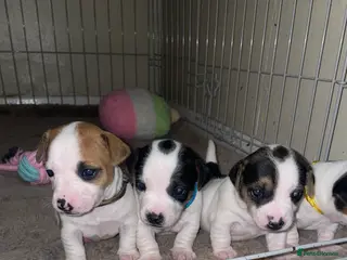 Jack Russell dogs Miniature jack russell puppies - Advert 2