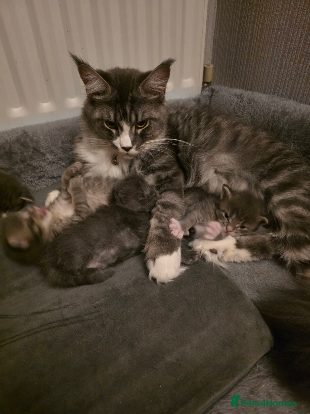 Maine Coon cats for sale: Beautiful Maine Coon Kittens 4 boys/2girl  - Advert 5