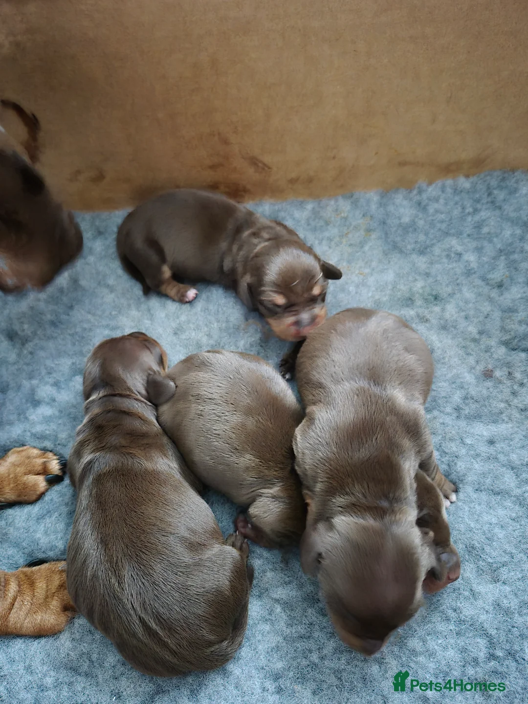 Miniature Dachshund dogs for sale: Miniture dachshund smooth hair puppies  - Advert 2