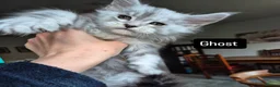 Maine Coon cats for sale: Pedigree mainecoon kittens  - Advert 19