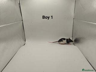 Rat rodents DEC: 24 Rats For Sale! - Advert 3