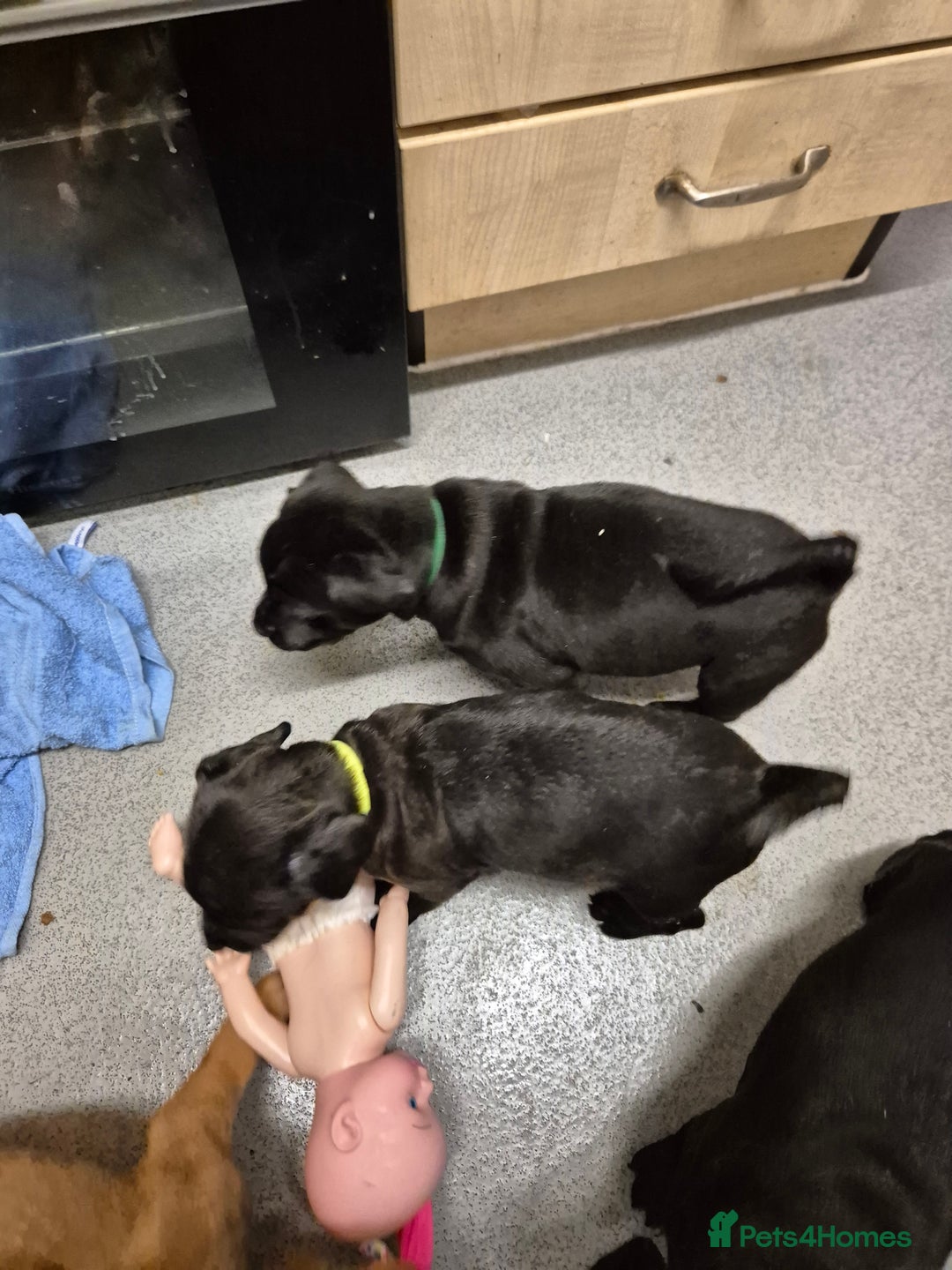 Mixed Breed dogs for sale: Beautiful litter of pups - Image 4