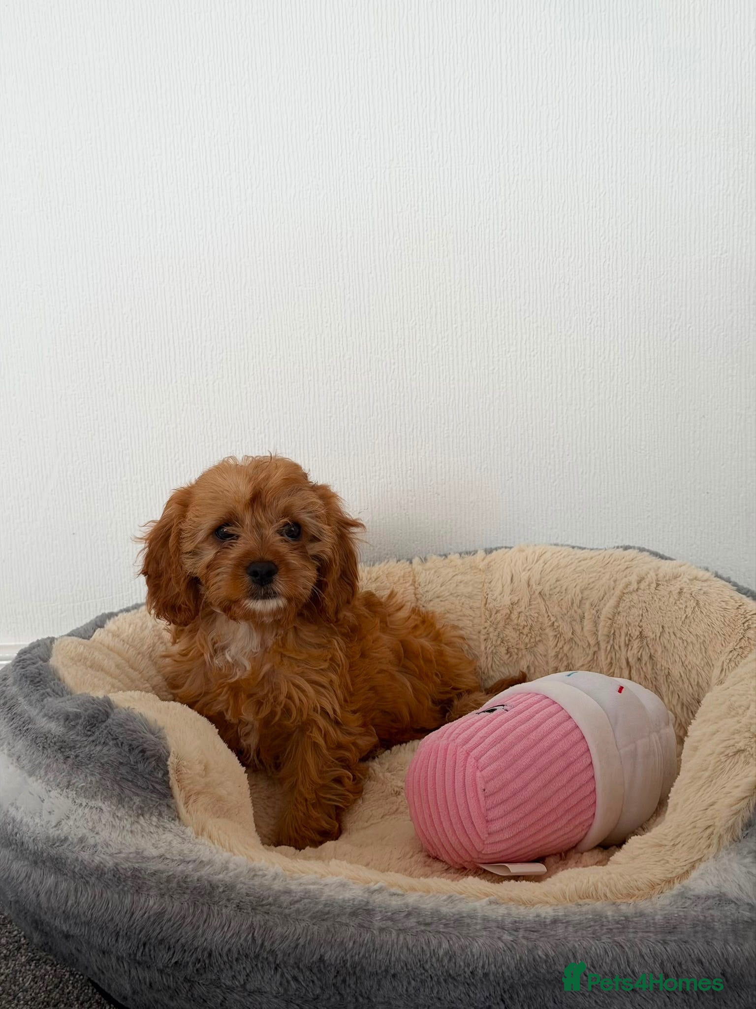 Cavapoo dogs Stunning f1 cavapoos ready now ! - Advert 2