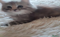 Maine Coon cats for sale: Maine coon kittens for sale  - Image 1
