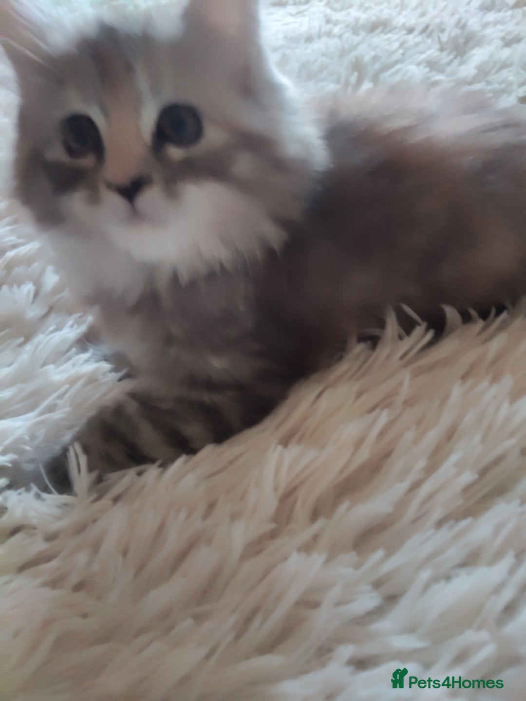 Maine Coon cats for sale: Maine coon kittens for sale  - Image 1