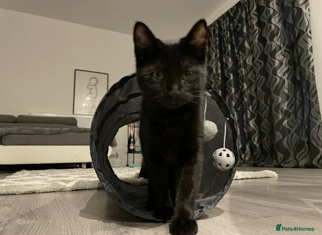 Mixed Breed cats for sale: 🐾 Sweet Cat Duo Looking for a Loving Home 🐾 - Image 12