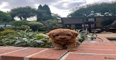 Cockapoo dogs - Advert 9