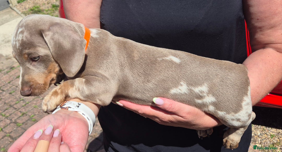 Dachshund dogs for sale: Beautiful kc isabella dapple dachshunds - Image 20