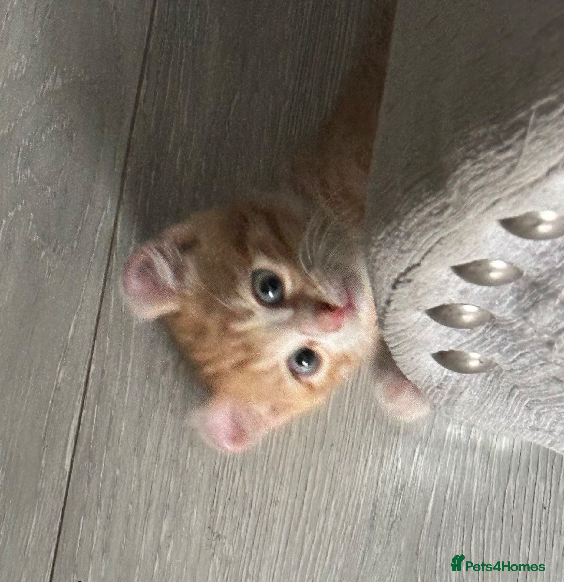 Mixed Breed cats 🐱 Stunning Sphinx X Kittens Available! 🐱  - Advert 4
