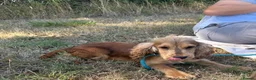 Cocker Spaniel dogs for sale: Stunning show Type cocker spaniel puppies  - Advert 13
