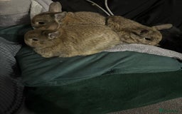 Netherland Dwarf rabbits for sale: netherland dwarf x minilop 5 black / brown rabbits - Image 1