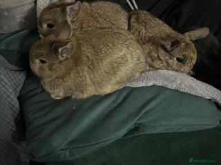 Netherland Dwarf rabbits - Advert 1