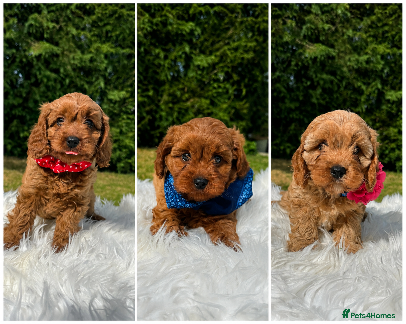 Cavapoo dogs F1 DNA clear Cavapoo puppies  - Advert 1