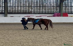 Riding pony horses for sale: 12.3 hands chestnut gelding  - Image 6