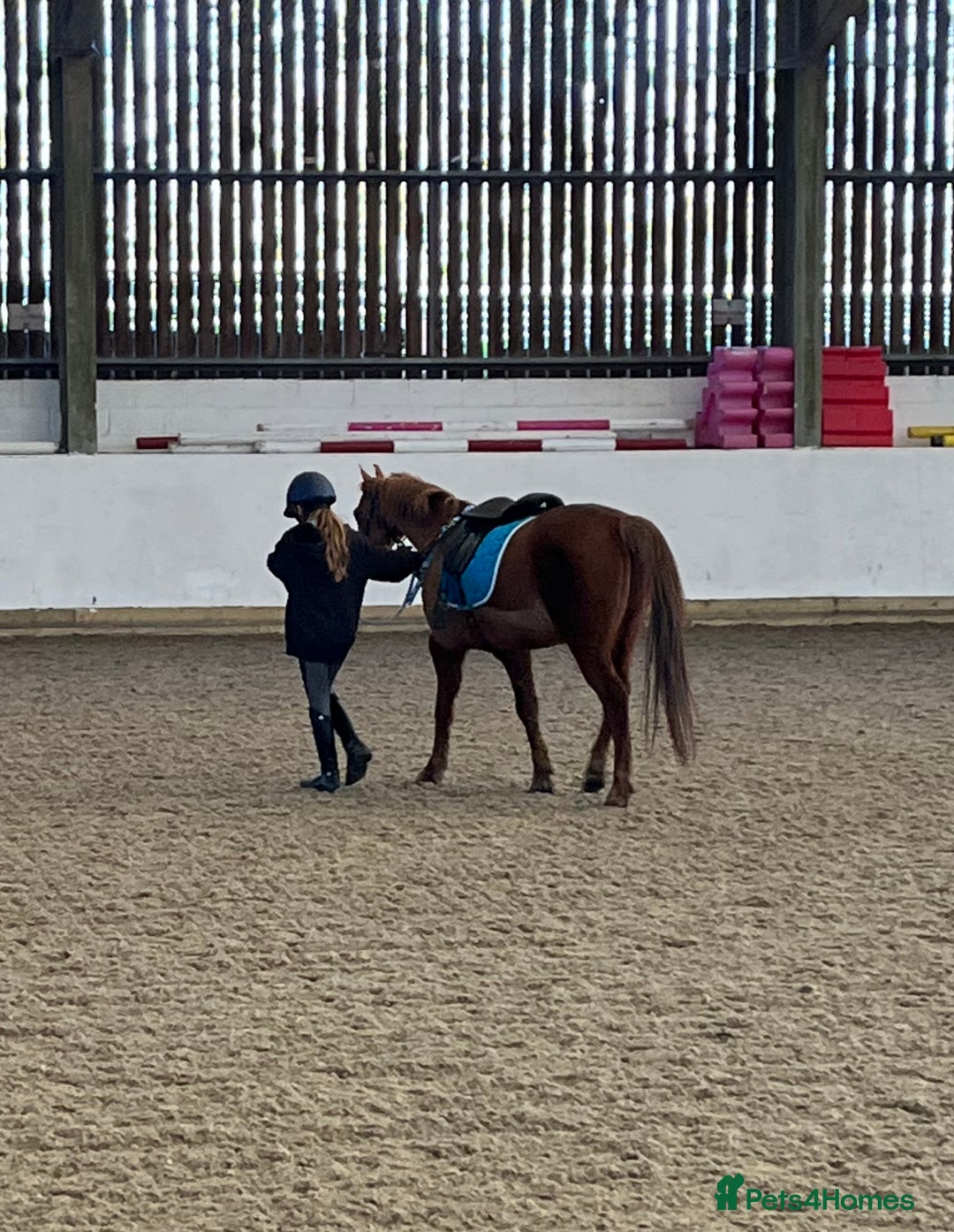 Riding pony horses for sale: 12.3 hands chestnut gelding  - Image 6