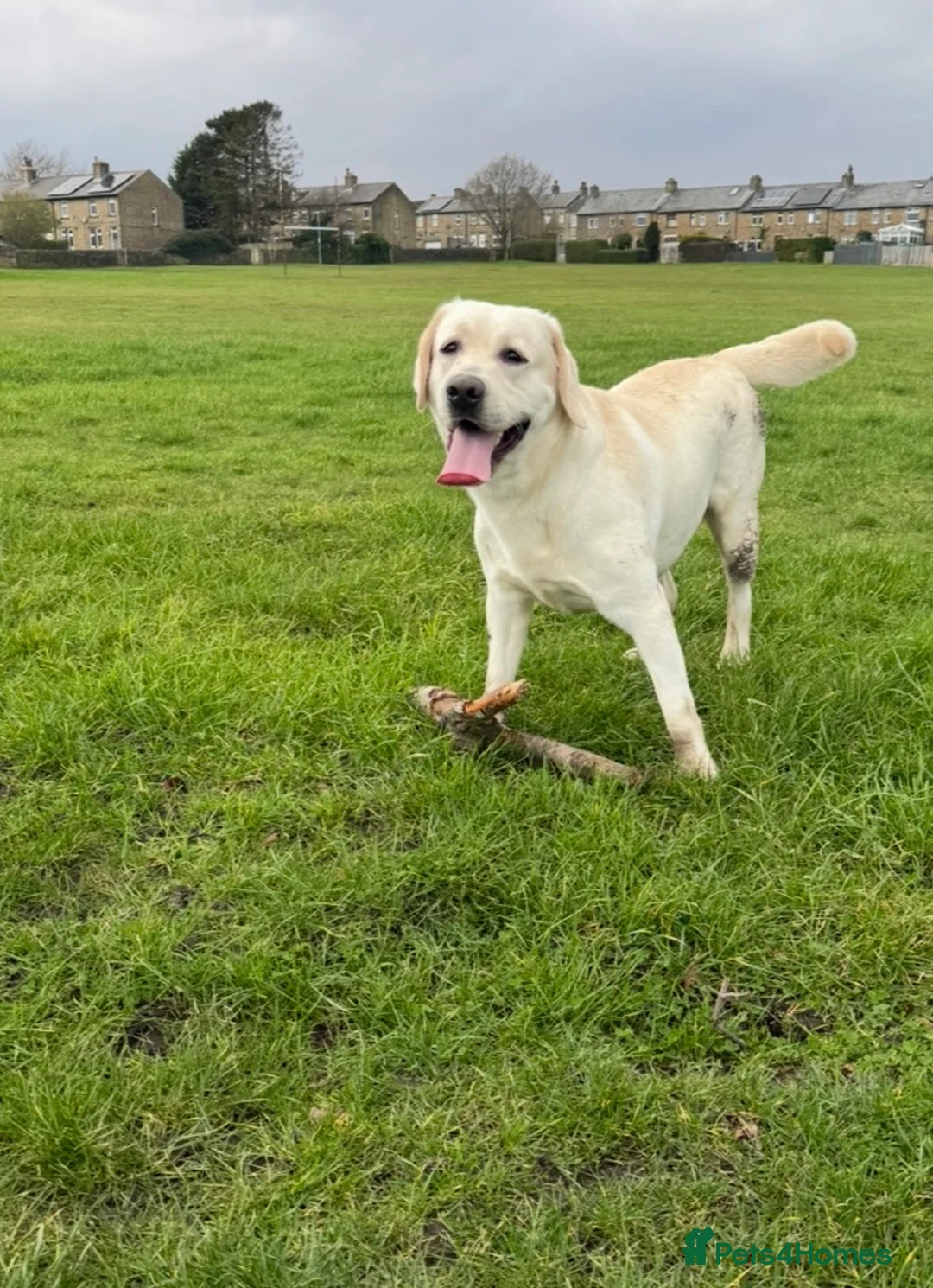 Labrador Retriever dogs for sale: Pedigree KC Male Labrador Retriever 15 Months  - Advert 2