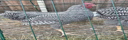 Chickens poultry for sale: Plymouth Rock Rooster in Stratford-upon-Avon - Advert 3