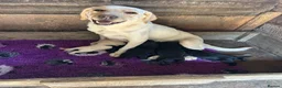 Labrador Retriever dogs for sale: Labrador Puppies - Advert 1