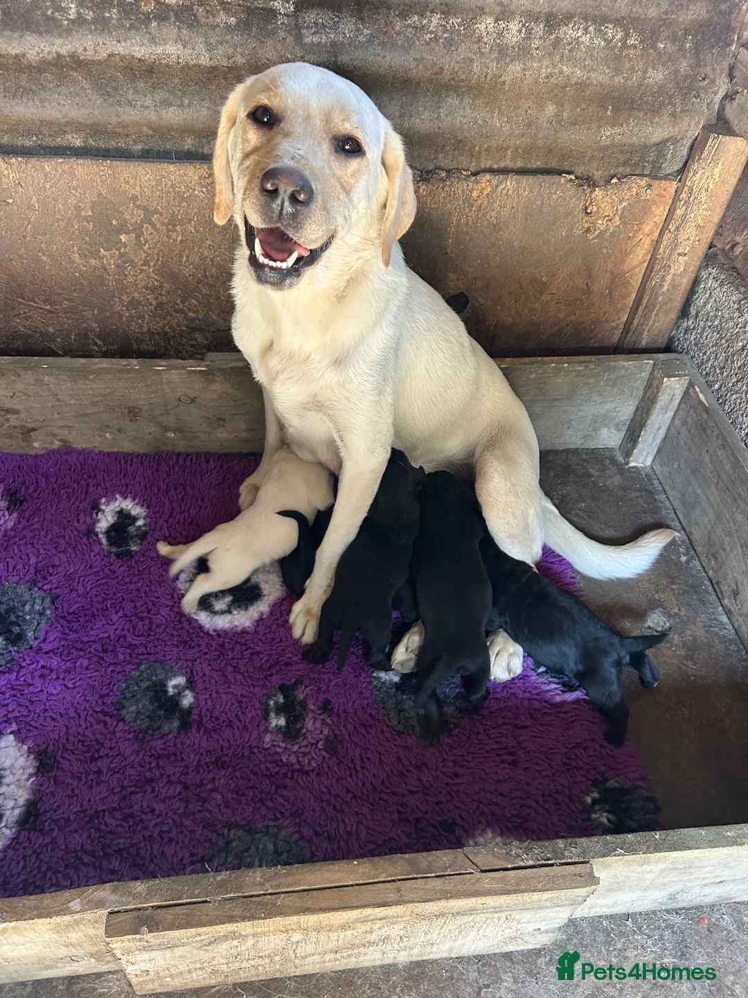 Labrador Retriever dogs for sale: Labrador Puppies - Advert 1