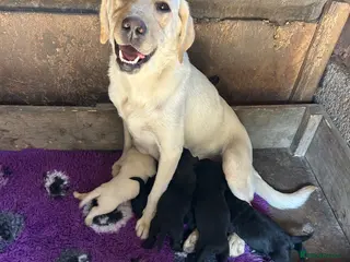Labrador Retriever dogs Labrador Puppies - Advert 1