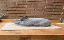 Continental Giant rabbits for sale: fer de Merberger - Image 9