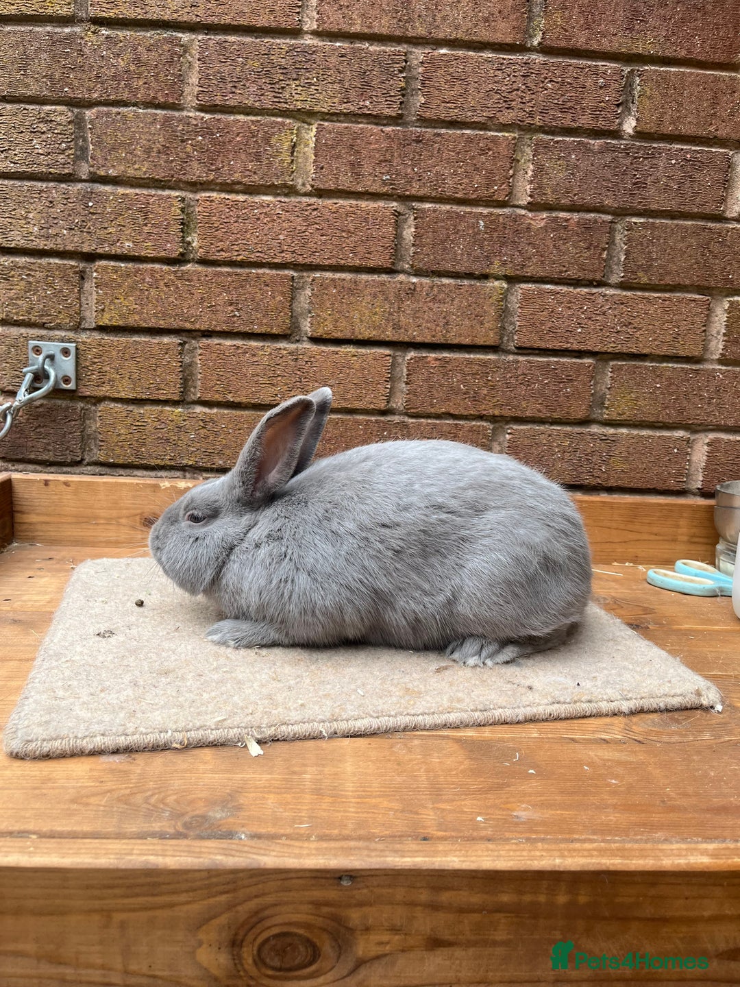 Continental Giant rabbits for sale: fer de Merberger - Image 9