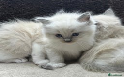 Ragdoll cats for sale: ⭐️BEAUTIFUL PUREBREED BLUEPOINT RAGDOLL KITTENS ⭐️ - Image 34