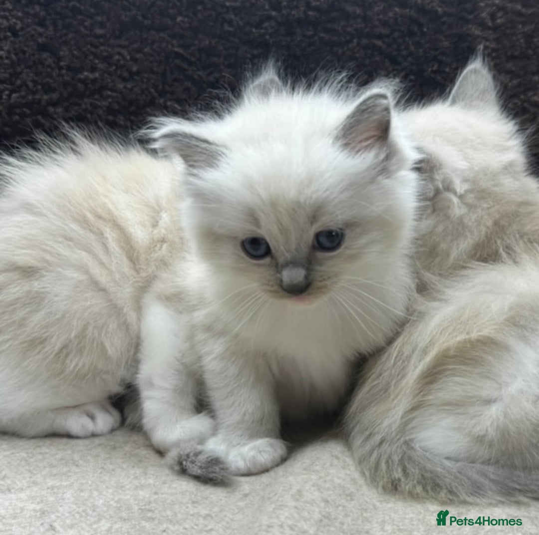 Ragdoll cats for sale: ⭐️BEAUTIFUL PUREBREED BLUEPOINT RAGDOLL KITTENS ⭐️ - Image 34