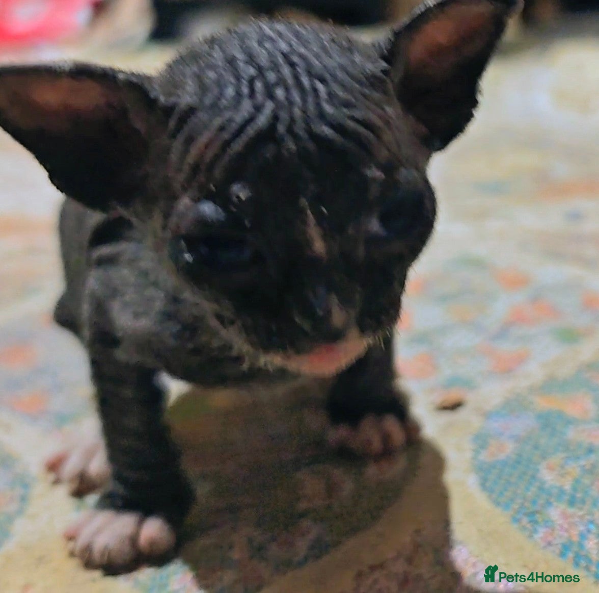 Mixed Breed cats Beautiful kittens  - Advert 2