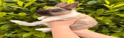 Netherland Dwarf rabbits for sale: PUREBRED NETHERLAND DWARF - Advert 4