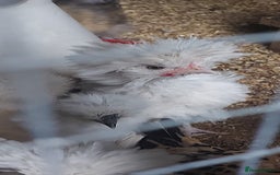 Chickens poultry for sale: roosters for free *frizzle, pekins, polish* - Image 1